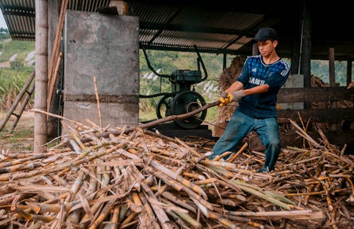 Man Working with Branches