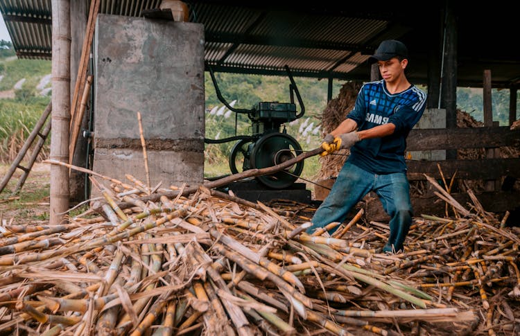 Man Working With Branches