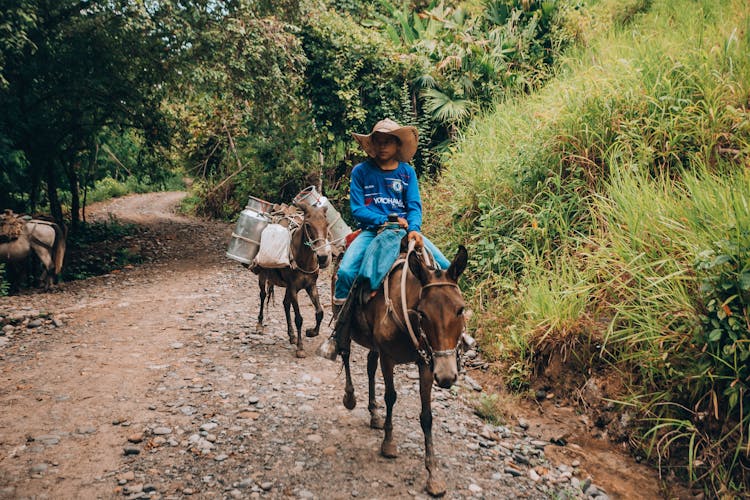 Child Riding Donkey On Forest Road