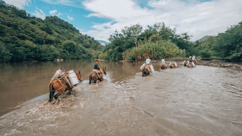 Free Group of People Riding Horses on the River Stock Photo