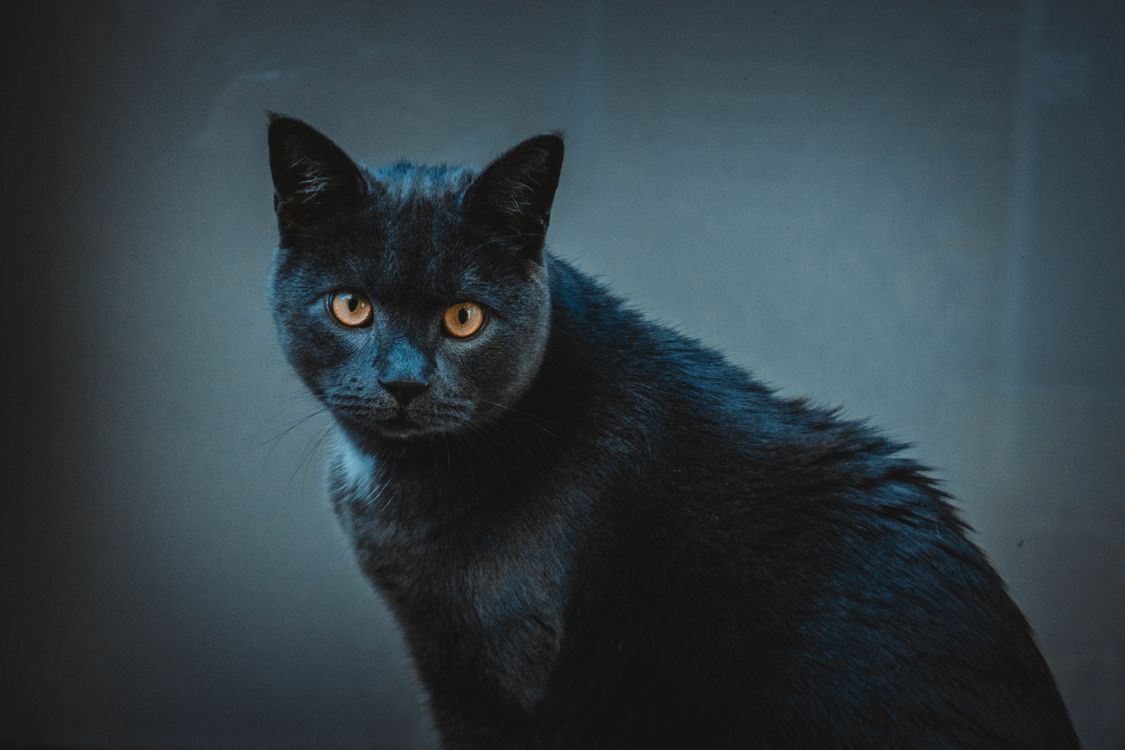 Black Cat Staring In Close Up Photography Free Stock Photo black-cat-staring-in-close-up-photography-free-stock-photo