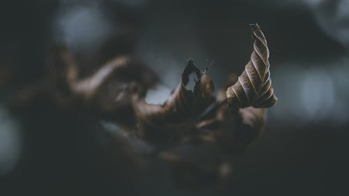 Fotos de stock gratuitas de enfoque selectivo, hoja, oscuro