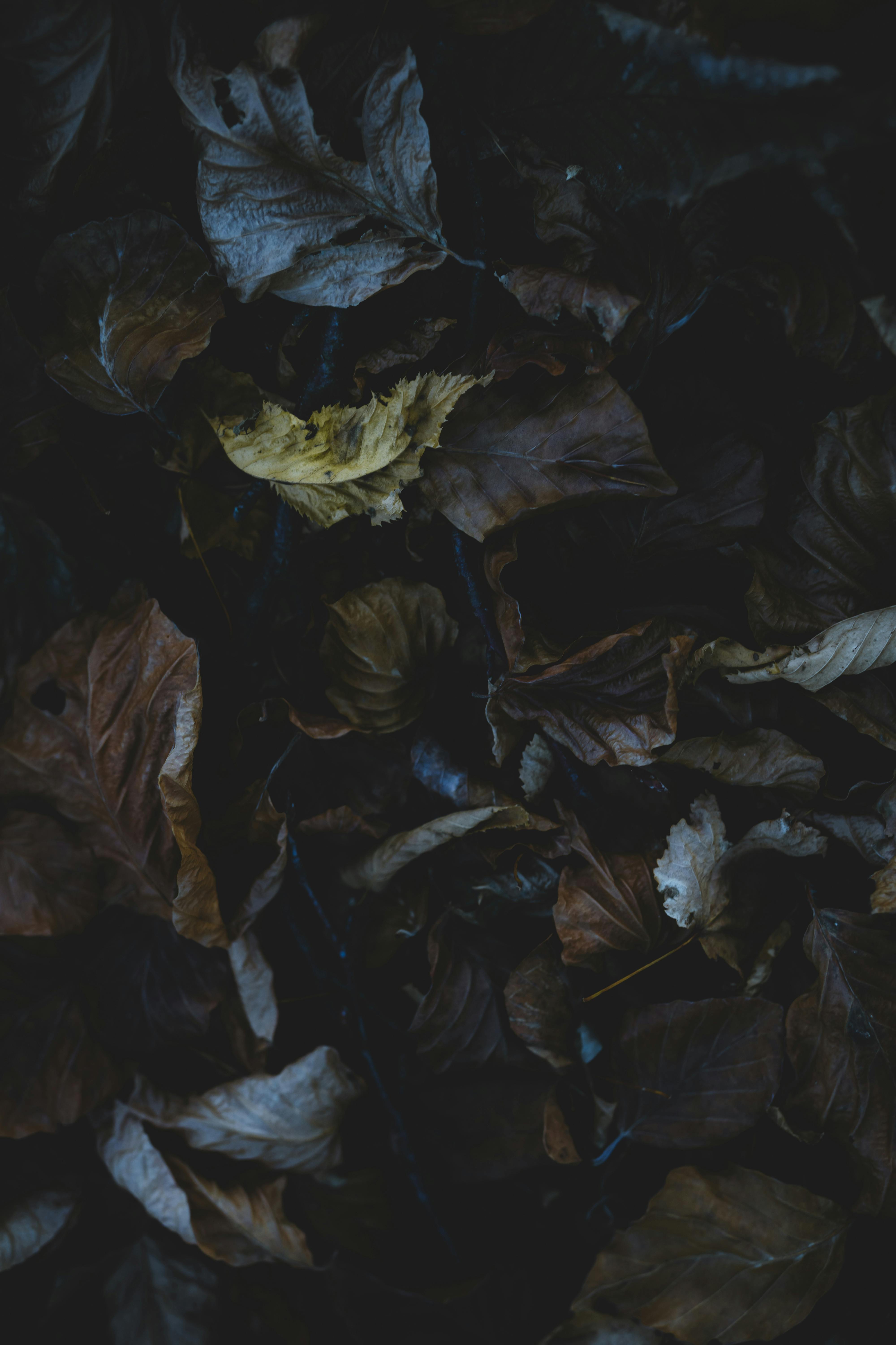 Black Feather Surrounded by Dried Leaves · Free Stock Photo