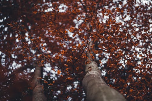 Ücretsiz ağaç gölgeliği, doğa, düşük açılı atış içeren Ücretsiz stok fotoğraf Stok Fotoğraflar