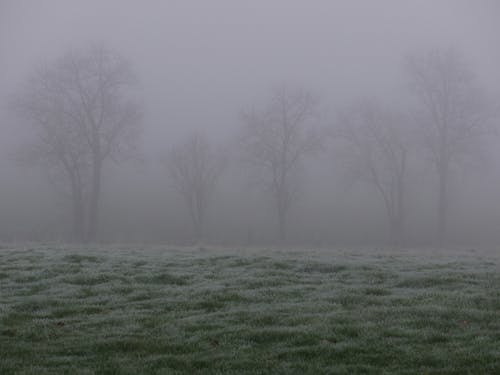 Trees in Field in Fog