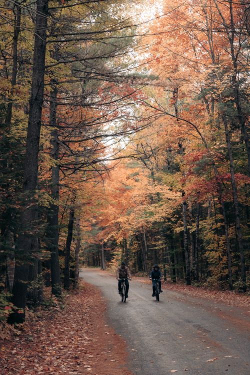 Free Two cyclists riding through a scenic forest path surrounded by vibrant fall foliage. Stock Photo