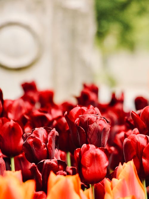 Red Flowers in Close Up Shot