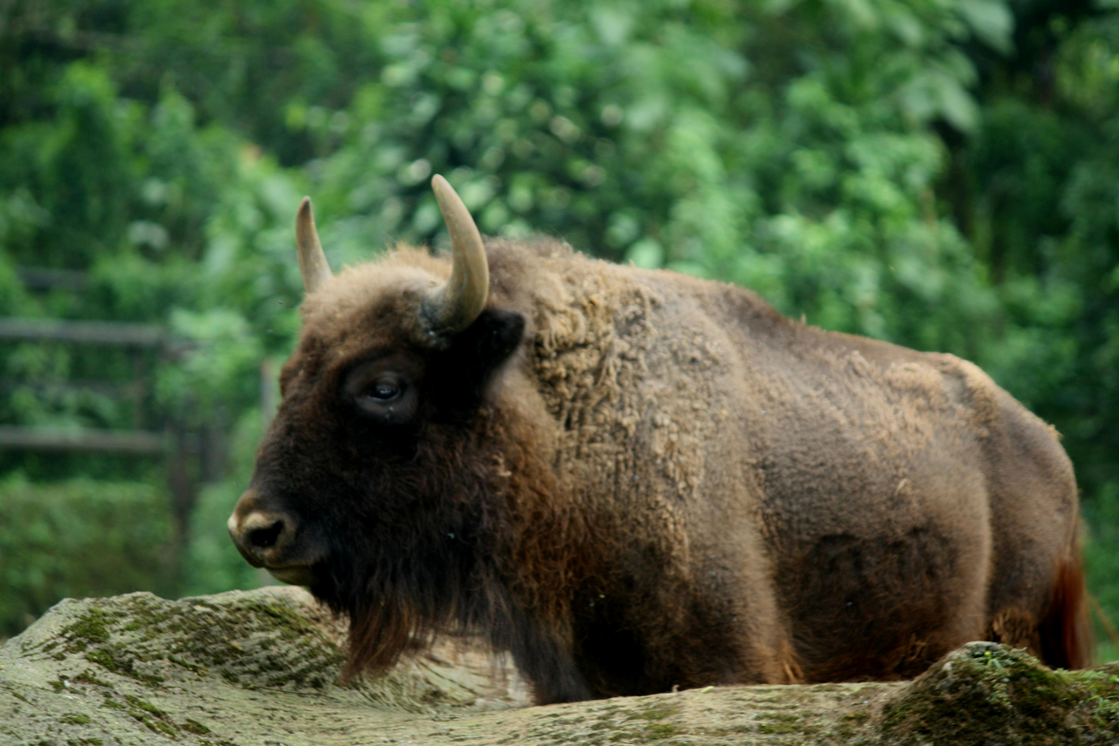 Free stock photo of animal, bull, horn