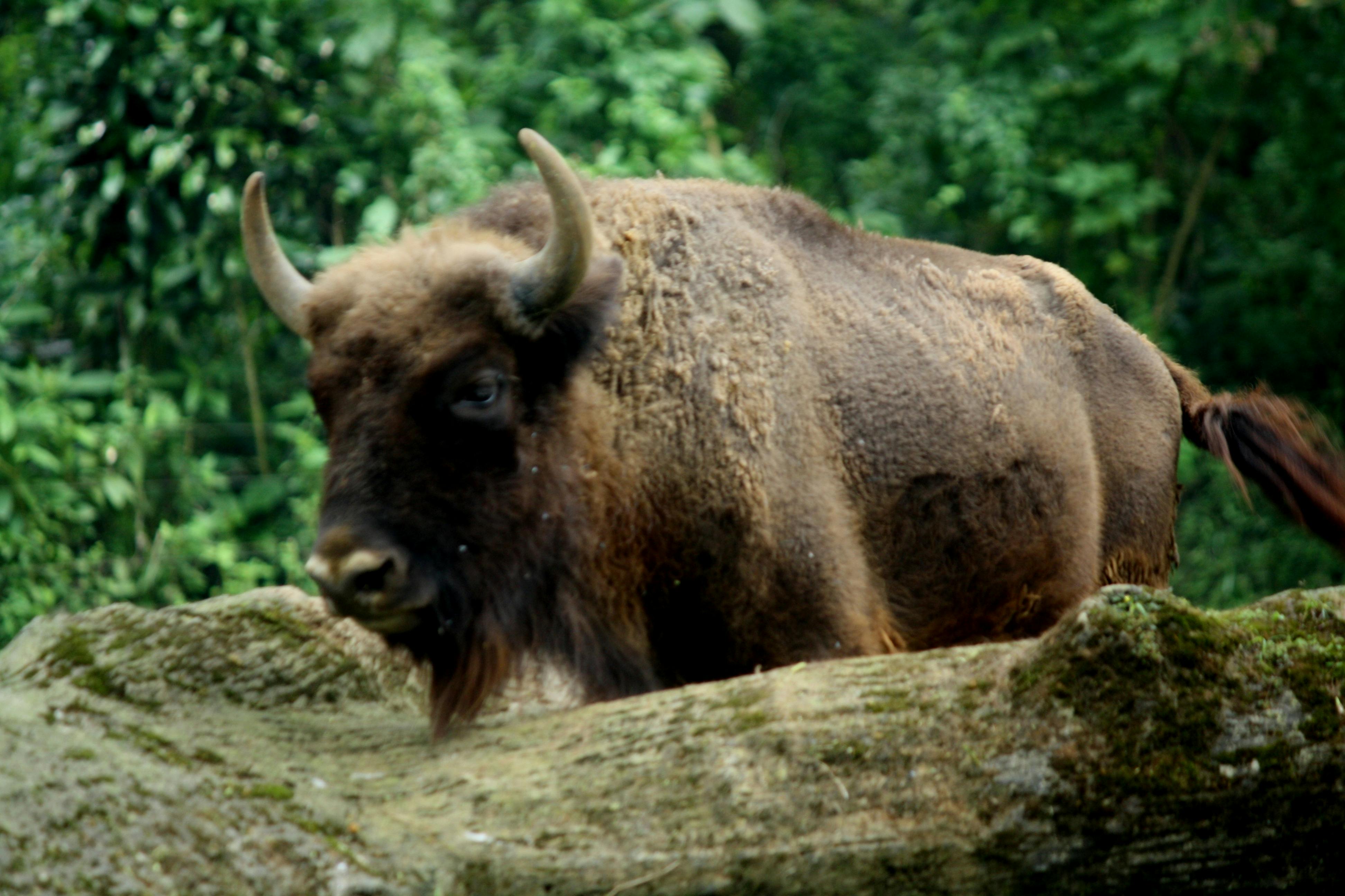 Free stock photo of animal, bull, horn