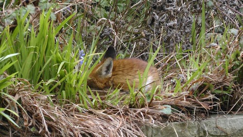 Free Sleeping Fox Stock Photo