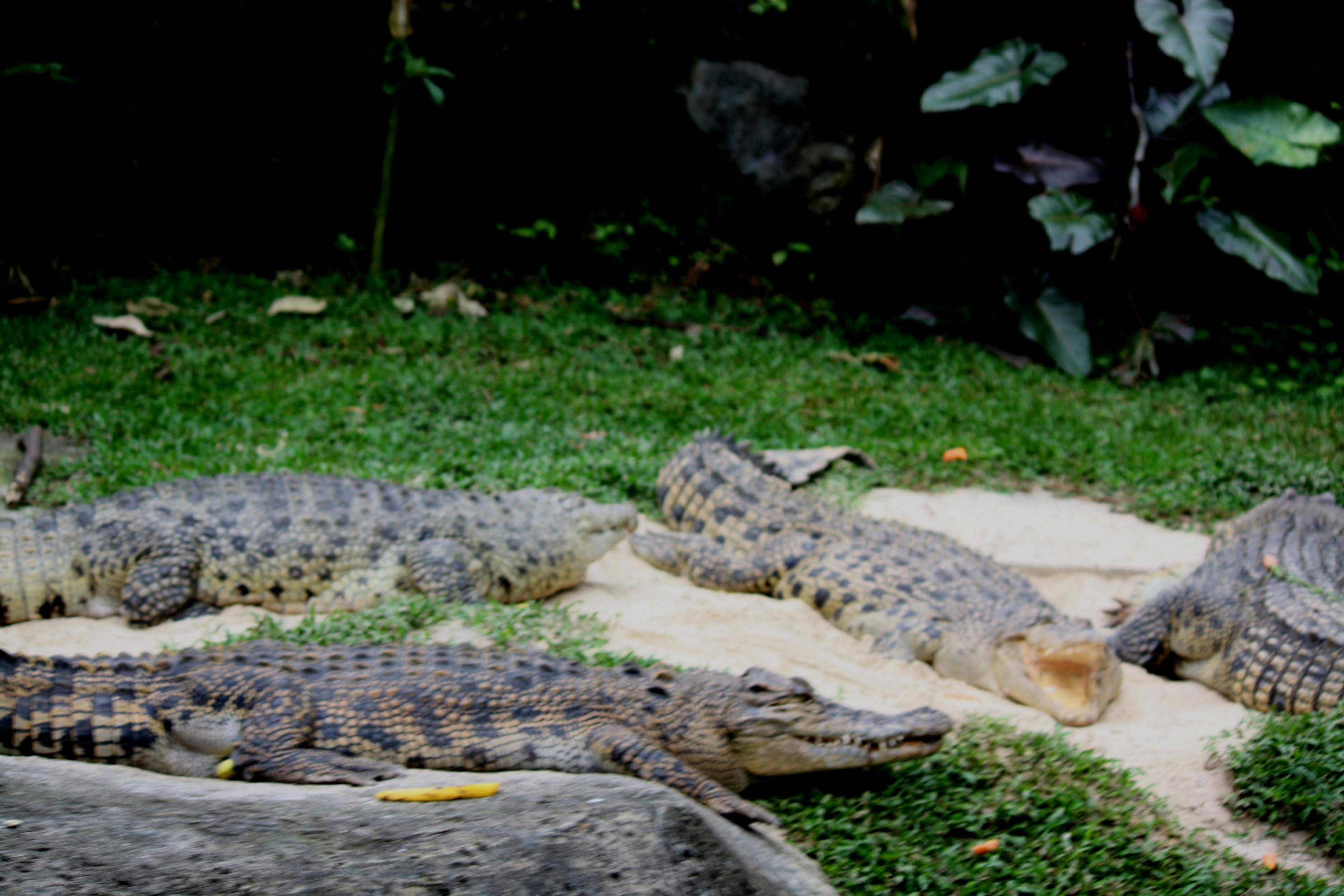 Free stock photo of animal, Crocodile, wild animal