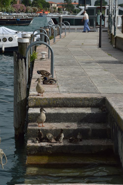 Foto d'estoc gratuïta de ànecs, animals, aus aquàtiques