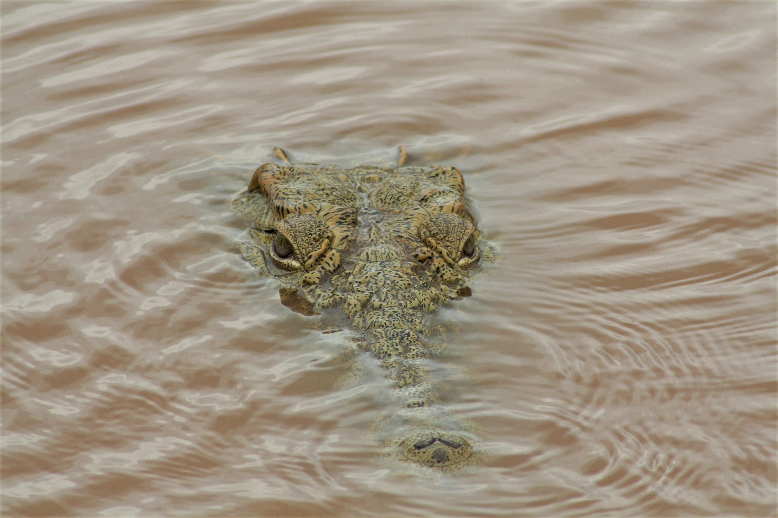 Fotomural Una toma en primer plano de un cocodrilo con la cabeza parcialmente sumergida en agua ondulante.