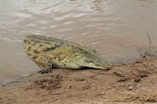 Photo of Crocodile on Body of Water