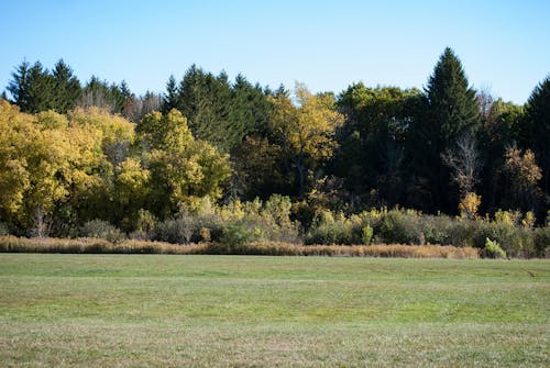 Free stock photo of autumn, grass, green