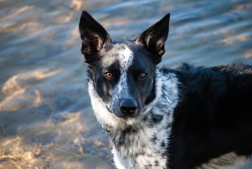 Close-Up Shot of a Dog 