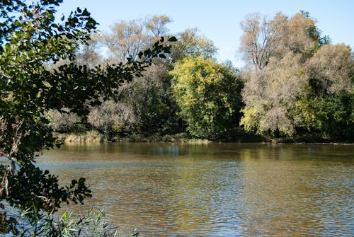 Free stock photo of green, nature, river