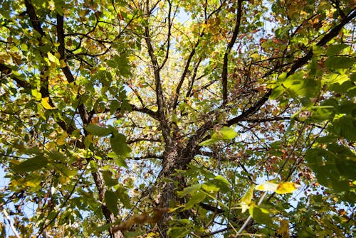 Kostnadsfri bild av blad, grenar, löv