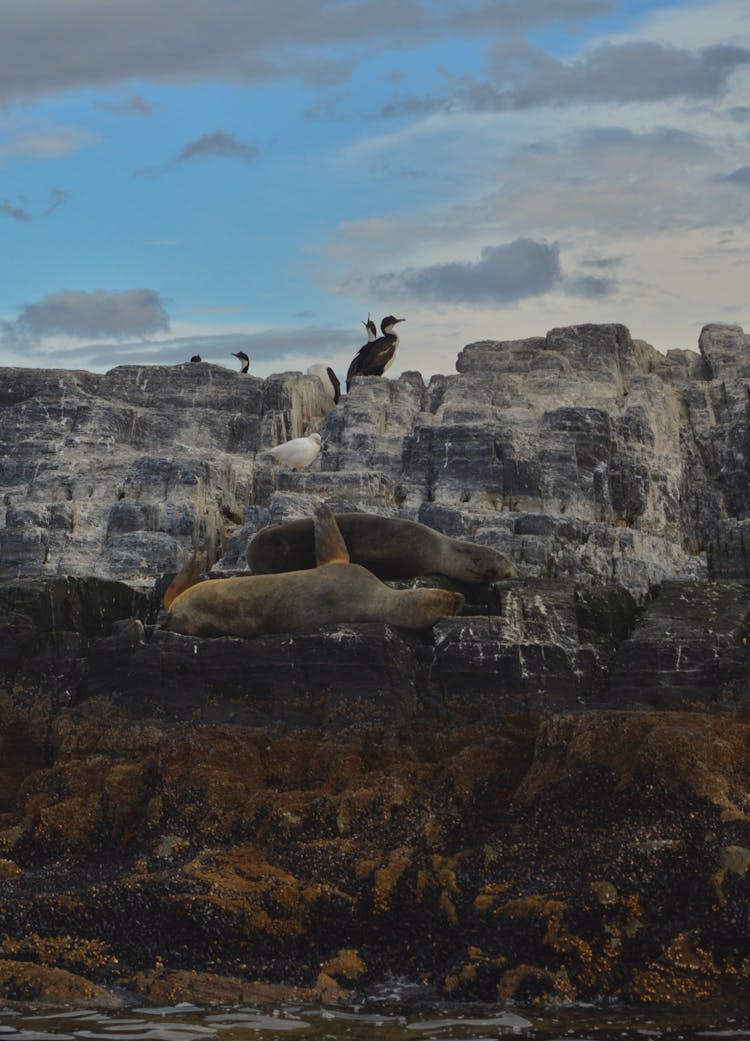 Seals Lying On Rocks