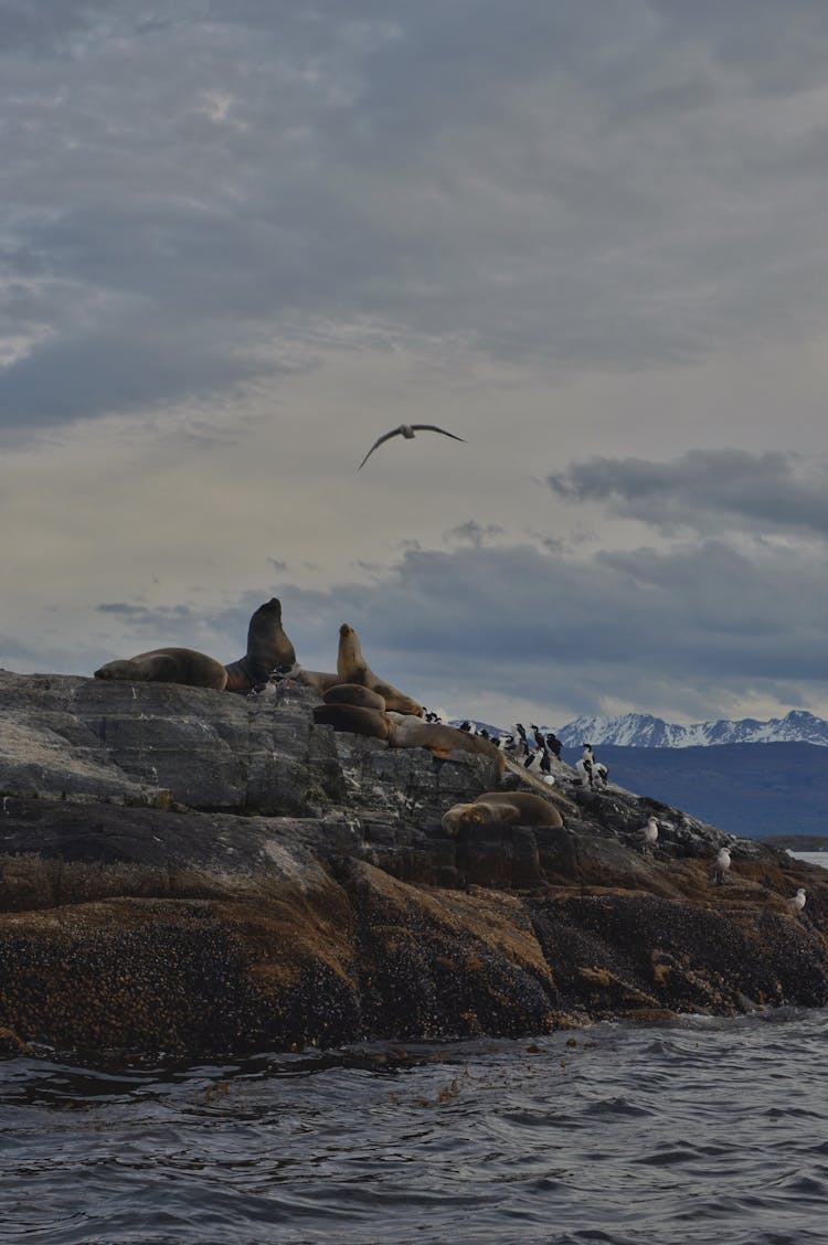 Clouds Over Seals On Rocks