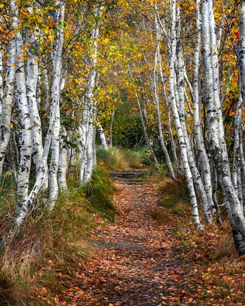 Birch Trees Along an Unpaved Pathway in the Forest