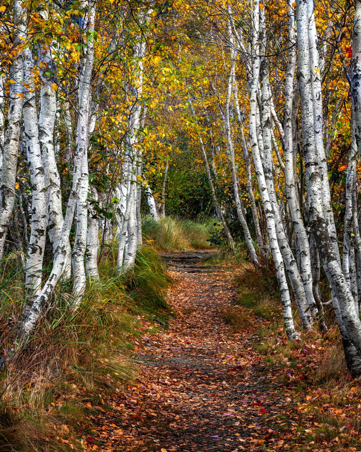 Birch Trees Along an Unpaved Pathway in the Forest · Free Stock Photo