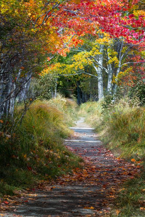 Free A picturesque path through a vibrant autumn forest with colorful foliage and fallen leaves. Stock Photo