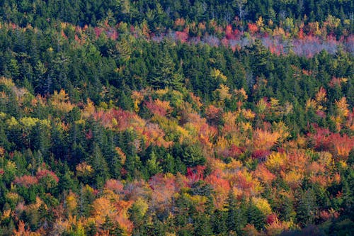 Aerial Photography of Autumn Trees in the Forest
