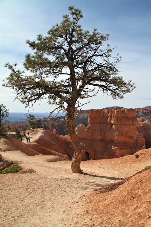 Gratuit Imagine de stoc gratuită din arbore, arid, canion Fotografie de stoc