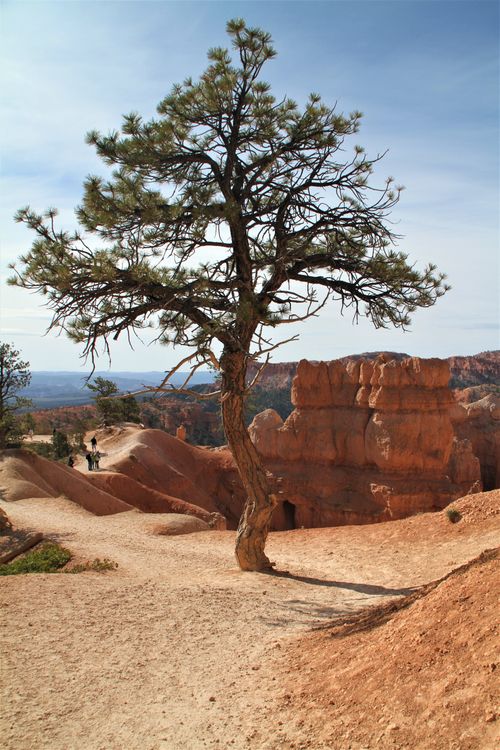 Tree Beside Brown Rocks · Free Stock Photo