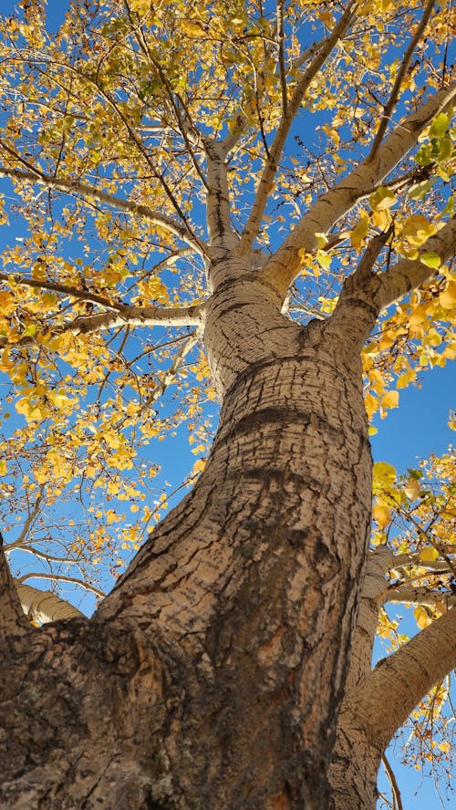 Kostnadsfri bild av blå himmel, falla, gula löv