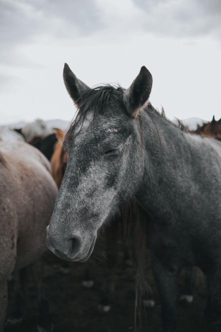 A Horse With Its Eyes Closed