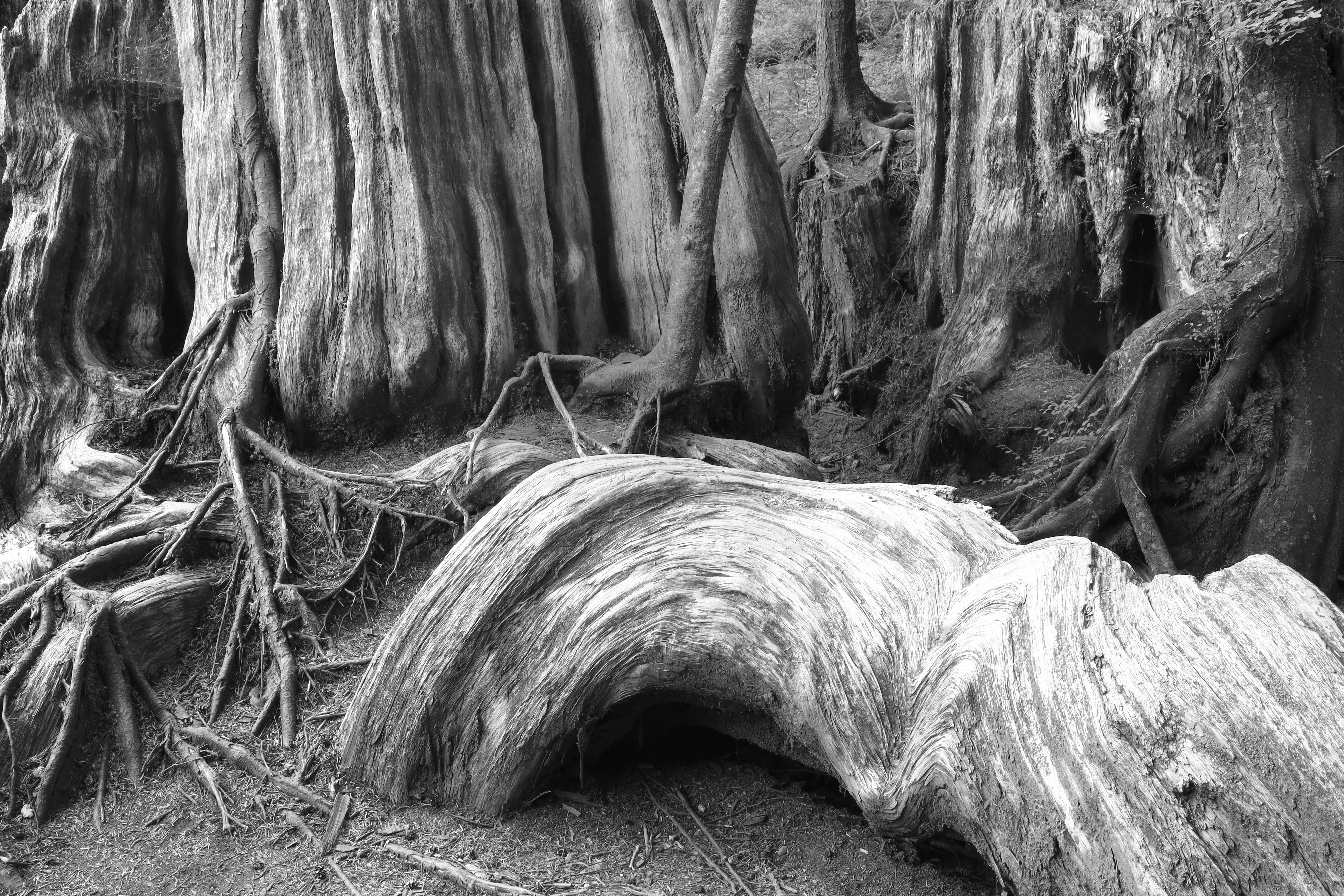 Black and white photograph of twisted tree roots — iboga refers to the whole plant; ibogaine is the primary isolated alkaloid; in a clinical context, the distinction affects what the research applies to