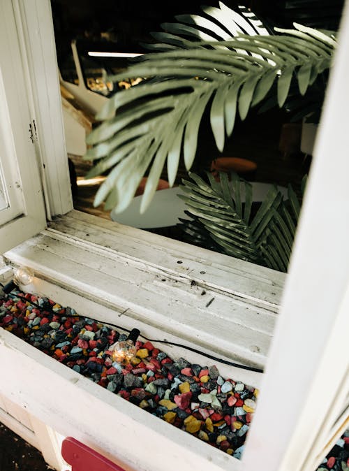 Free stock photo of by the window, climbing plant, cosy