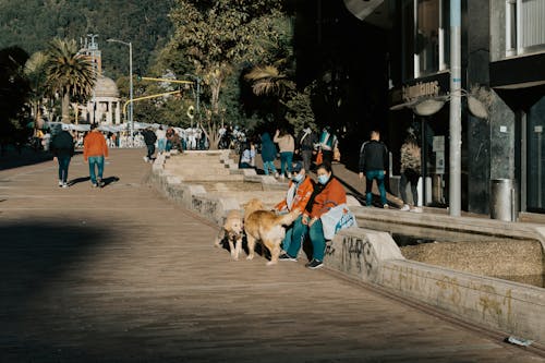 Immagine gratuita di animali, animali domestici, cani