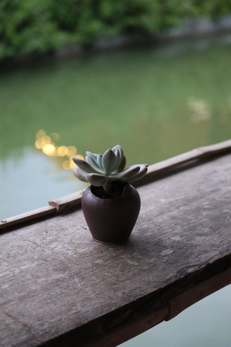 Succulent Plant On Clay Pot