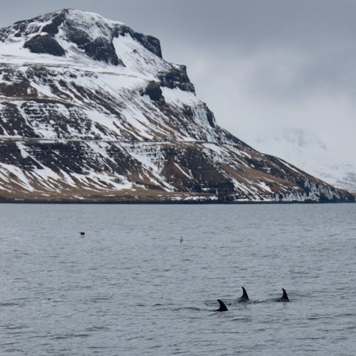Foto profissional grátis de dolfin, Islândia, mar