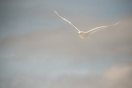 Free stock photo of light blue, seagull, sky