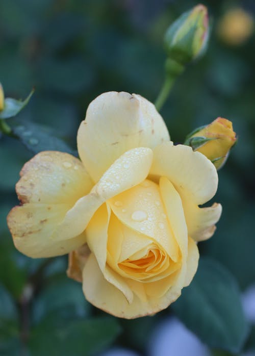 Yellow Rose with Water Droplets 