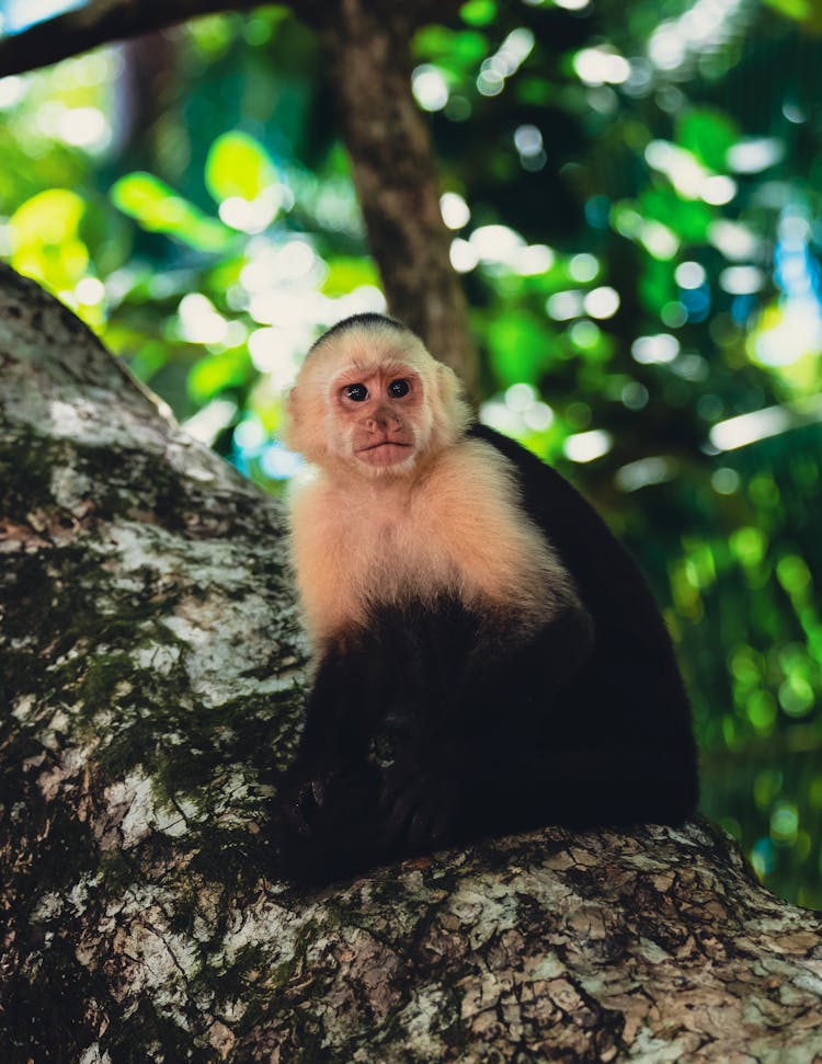 Capuchin On A Tree 