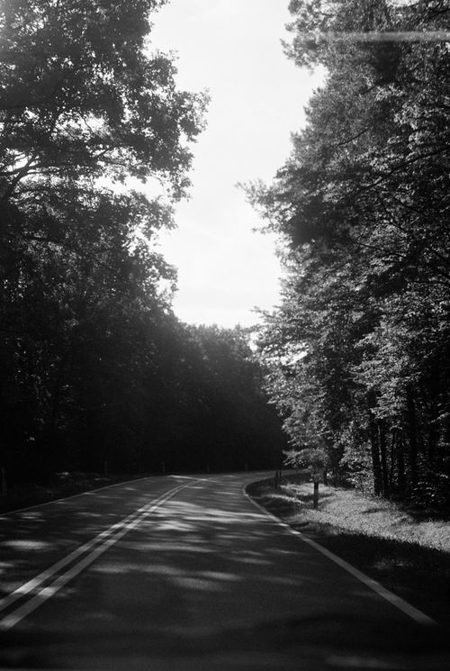 Free A peaceful black and white view of a paved forest road surrounded by trees. Stock Photo