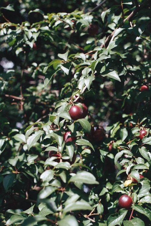 Free Close-up view of ripe plums hanging among green leaves in natural light, showcasing a fresh orchard scene. Stock Photo