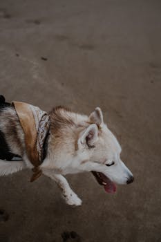 A Siberian Husky with a bandana walks on a sandy beach in Melbourne, Australia.