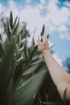 An arm stretches through green leaves, reaching toward a bright blue sky with scattered clouds.