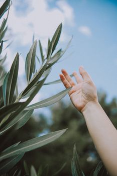 A hand reaching out to touch green leaves against a clear blue sky, symbolizing connection with nature.