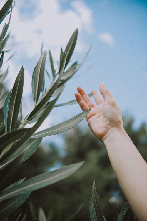 Free A hand reaching out to touch green leaves against a clear blue sky, symbolizing connection with nature. Stock Photo
