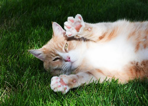 Оранжевый полосатый кот лежит на траве