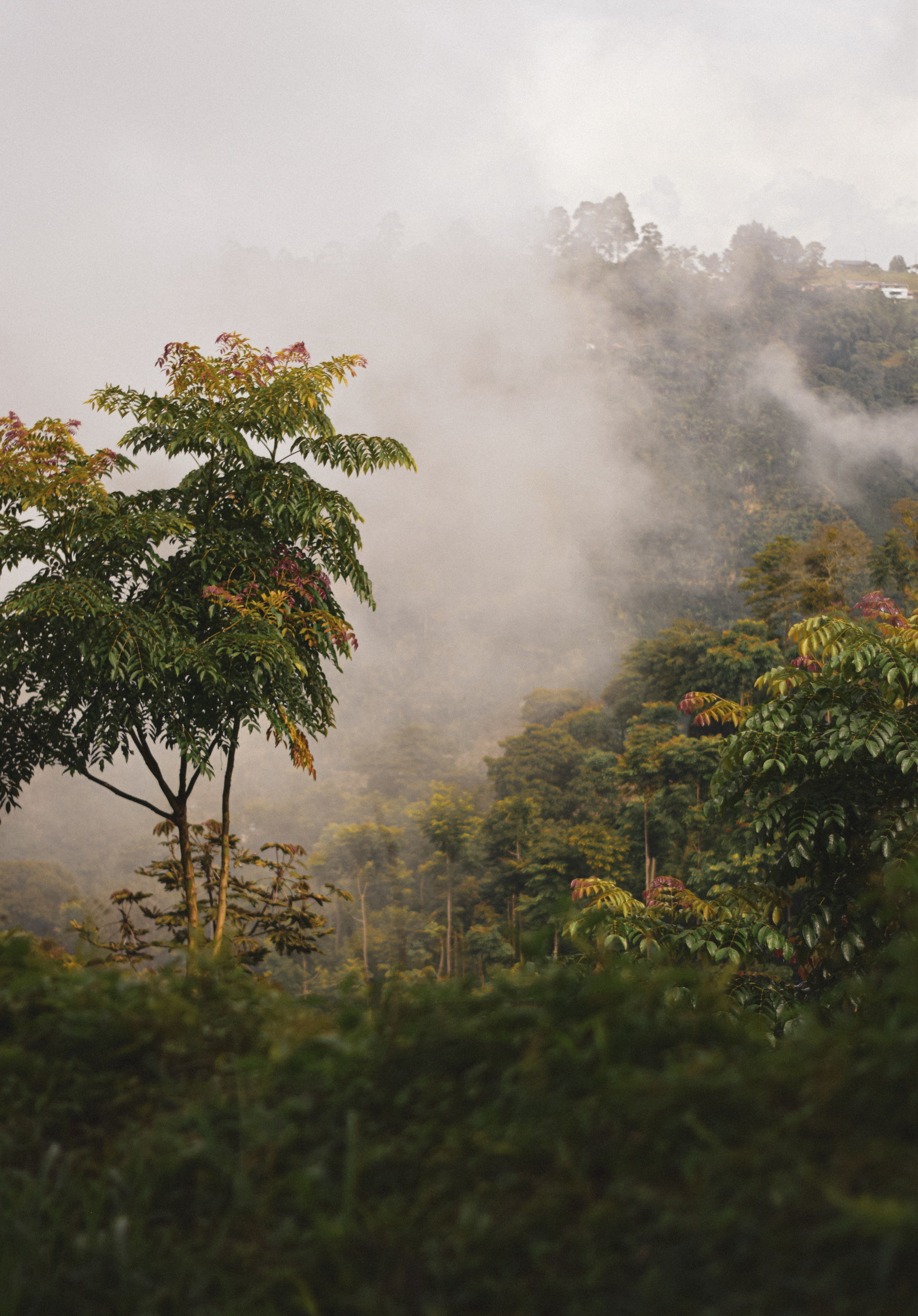 Fog Above Green Trees · Free Stock Photo