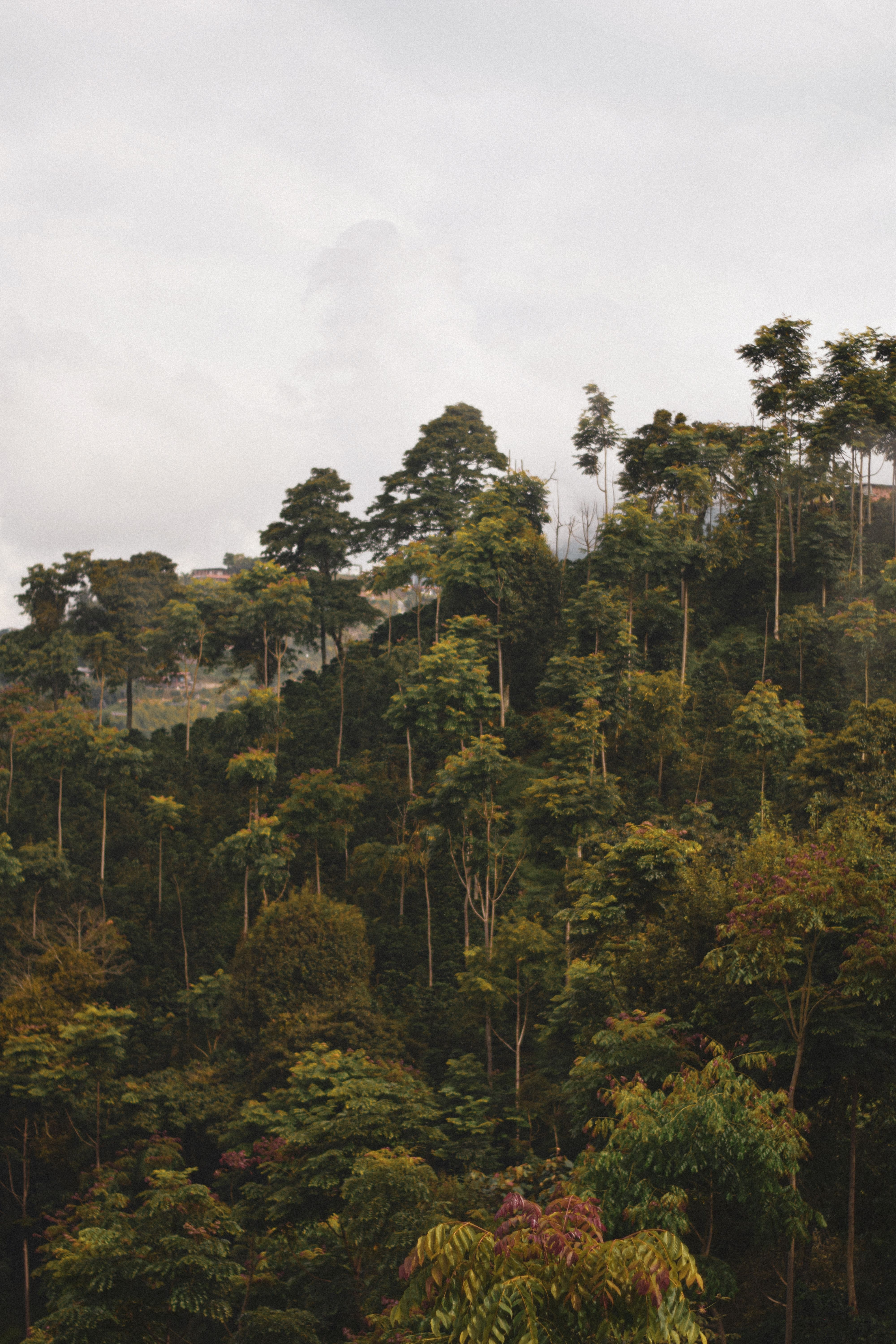 A mountain with trees, Rwanda