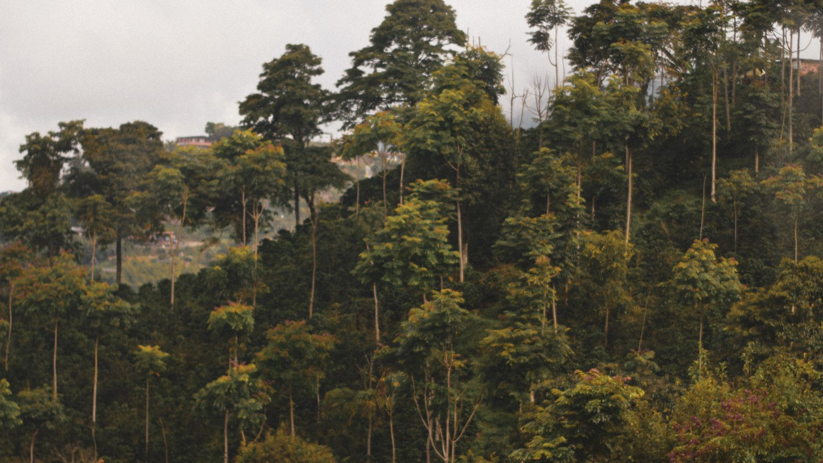 A mountain with trees, Rwanda